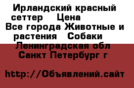 Ирландский красный сеттер. › Цена ­ 30 000 - Все города Животные и растения » Собаки   . Ленинградская обл.,Санкт-Петербург г.